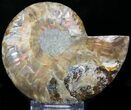 Crystal Lined Ammonite Fossil (Half) #22759-1